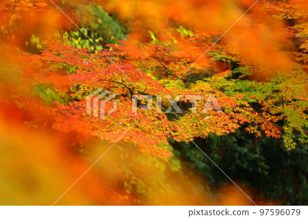 燃燒的秋天 燃燒的秋天 97596079