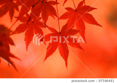 燃燒的秋天 97596481