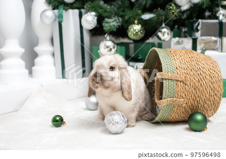 Cute lop-eared rabbit sitting in a basket under the Christmas tree 97596498