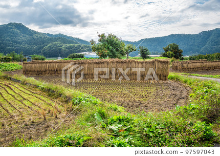 《Nagano Prefecture》Rice racks in rice fields in Yamanouchi-cho, Shimotakai-gun in autumn 97597043