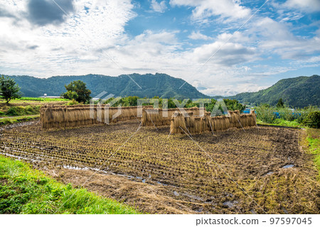《長野縣》秋天的下高井郡山之內町稻田裡的稻架 《長野縣》秋天的下高井郡山之內町稻田裡的稻架 97597045