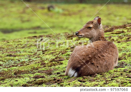 坐在苔蘚地毯上的鹿 坐在苔蘚地毯上的鹿 97597068