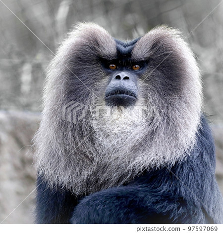 An impactful portrait of a lion macaque An impactful portrait of a lion macaque 97597069