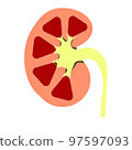Kidney Illustration 97597093