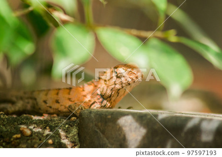 The brown chameleon lies on the rock, camouflage in harmony with nature. 97597193