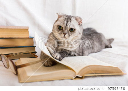 Curious scottish fold cat resting near stack of books 97597458