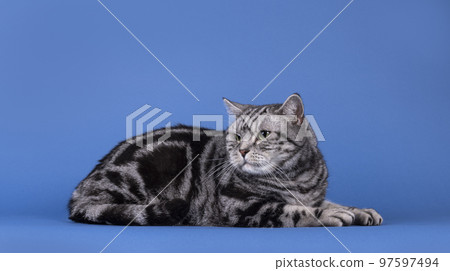 British Shorthair cat on blue solid background British Shorthair cat on blue solid background 97597494