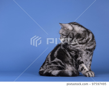 British Shorthair cat on blue solid background 97597495