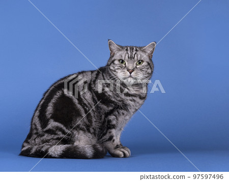 British Shorthair cat on blue solid background 97597496