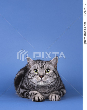 British Shorthair cat on blue solid background British Shorthair cat on blue solid background 97597497