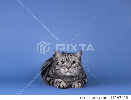 British Shorthair cat on blue solid background 97597498