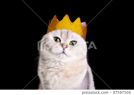 Portrait of cute white royal cat in a golden crown, on black background 97597508