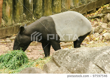 Malayan Tapir (Tapirus indicus) is eating grass Malayan Tapir (Tapirus indicus) is eating grass 97597546