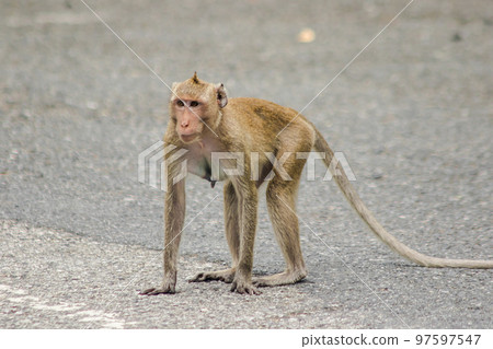 A female crab-eating macaque walking down the street 97597547