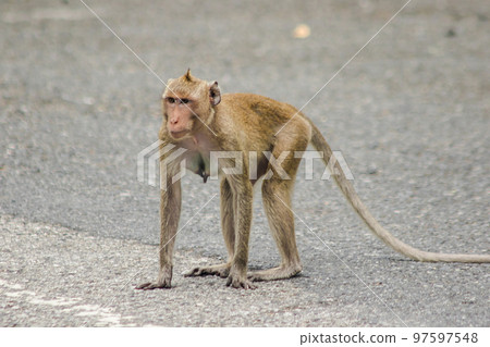 A female crab-eating macaque walking down the street A female crab-eating macaque walking down the street 97597548