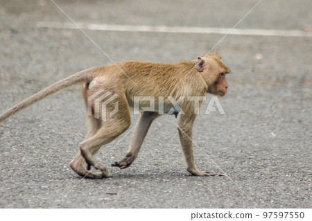 A female crab-eating macaque walking down the street A female crab-eating macaque walking down the street 97597550