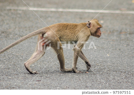 A female crab-eating macaque walking down the street A female crab-eating macaque walking down the street 97597551