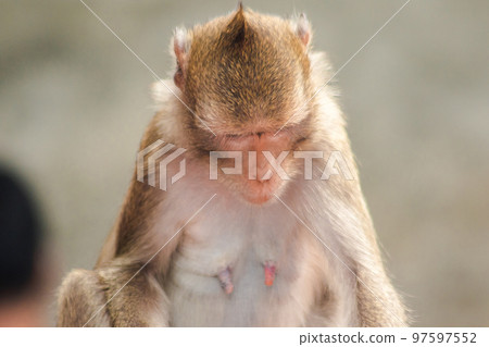 Crab-eating Macaque, looking for something interesting Crab-eating Macaque, looking for something interesting 97597552