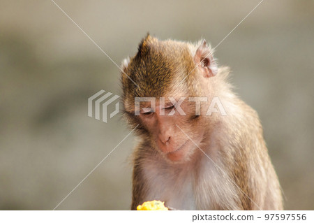 Crab-eating Macaque, looking for something interesting 97597556