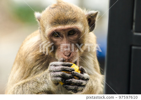 Crab-eating Macaque is eating the fruit in his hand Crab-eating Macaque is eating the fruit in his hand 97597610