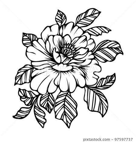Hand-drawn peony flower, line art. Floral sketch, illustration, vector Hand-drawn peony flower, line art. Floral sketch, illustration, vector 97597737