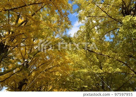 藍天和銀杏樹，東京 97597955