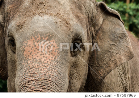 Elephants are animals with small eyes.Small eyes, female elephants compared to their size. 97597969