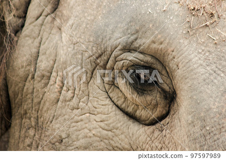 Elephants are animals with small eyes.Small eyes, female elephants compared to their size. 97597989