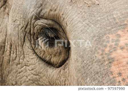 Elephants are animals with small eyes.Small eyes, female elephants compared to their size. 97597990