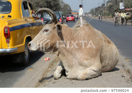 Cow resting between two lanes of a busy street in Kolkata, West Bengal, India 97598024