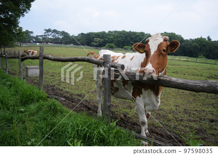 Cattle from Minamigaoka Ranch in Nasu Cattle from Minamigaoka Ranch in Nasu 97598035