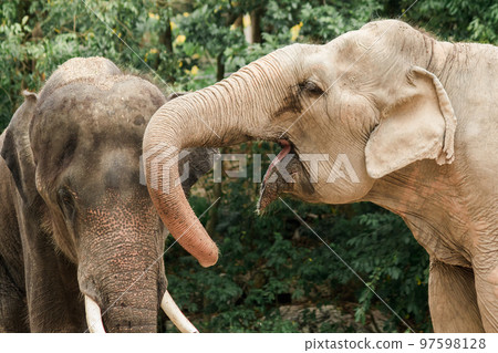 Asian Elephant Males and females tease each other in a zoo 97598128