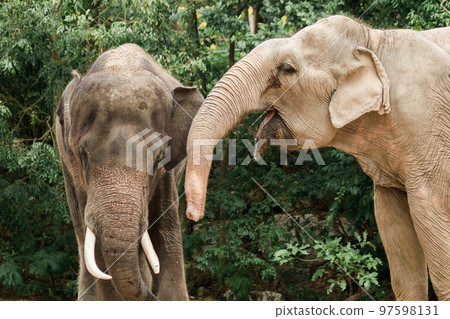 Asian Elephant Males and females tease each other in a zoo 97598131