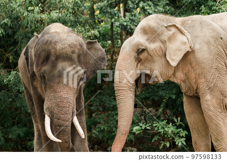 Asian Elephant Males and females tease each other in a zoo 97598133