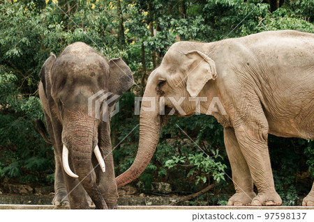 Asian Elephant Males and females tease each other in a zoo 97598137