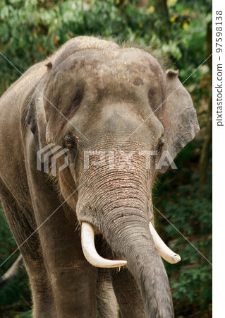 Asian Elephant Males and females tease each other in a zoo 97598138