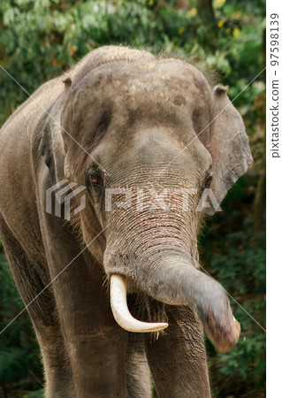 Asian Elephant Males and females tease each other in a zoo Asian Elephant Males and females tease each other in a zoo 97598139