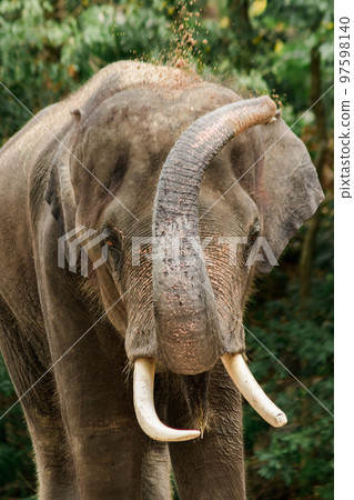 Asian Elephant Males and females tease each other in a zoo Asian Elephant Males and females tease each other in a zoo 97598140