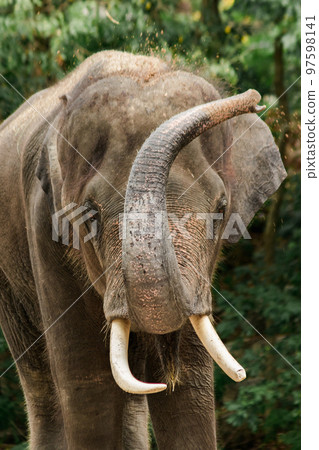 Asian Elephant Males and females tease each other in a zoo 97598141