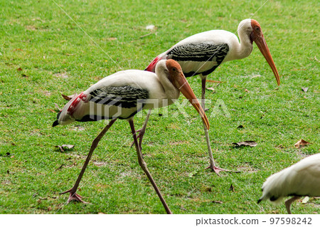 Painted Storks walk on the lawn. And has a unique pink plumag Painted Storks walk on the lawn. And has a unique pink plumag 97598242