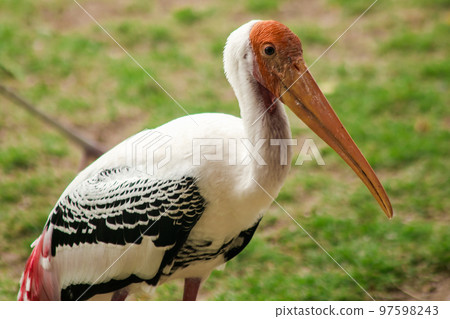 Painted Storks walk on the lawn. And has a unique pink plumag Painted Storks walk on the lawn. And has a unique pink plumag 97598243