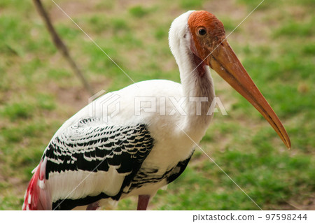 Painted Storks walk on the lawn. And has a unique pink plumag Painted Storks walk on the lawn. And has a unique pink plumag 97598244