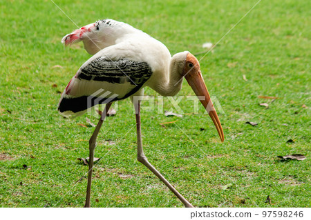 Painted Storks walk on the lawn. And has a unique pink plumag Painted Storks walk on the lawn. And has a unique pink plumag 97598246