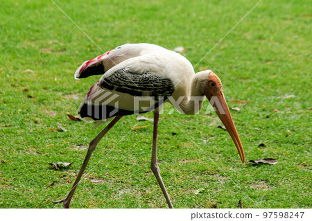Painted Storks walk on the lawn. And has a unique pink plumag Painted Storks walk on the lawn. And has a unique pink plumag 97598247