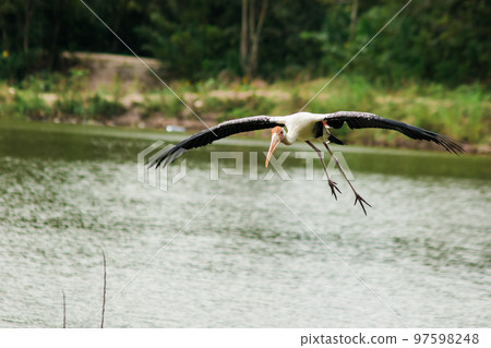 Painted Stork is flying over the pond. To feed on the herd in shallow waters along rivers or lakes Painted Stork is flying over the pond. To feed on the herd in shallow waters along rivers or lakes 97598248
