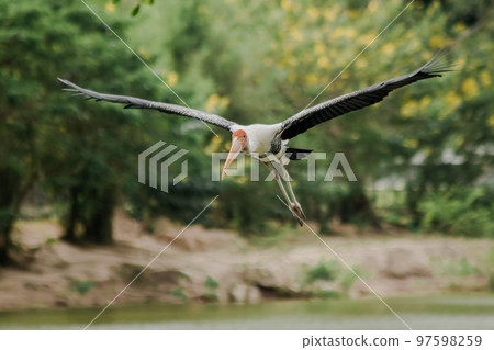 Painted Stork is flying over the pond. To feed on the herd in shallow waters along rivers or lakes 97598259