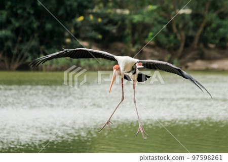 Painted Stork is flying over the pond. To feed on the herd in shallow waters along rivers or lakes 97598261