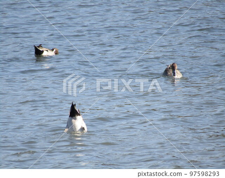 Pintail standing upside down to pick up food 97598293