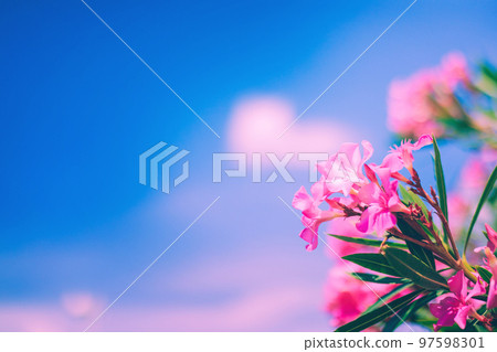 Bright pink oleander flowers with blue sky and pink clouds background Bright pink oleander flowers with blue sky and pink clouds background 97598301