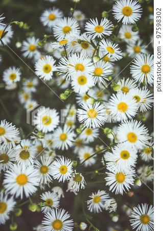 Beautiful blooming Summer meadow with chamomile flowers Beautiful blooming Summer meadow with chamomile flowers 97598302